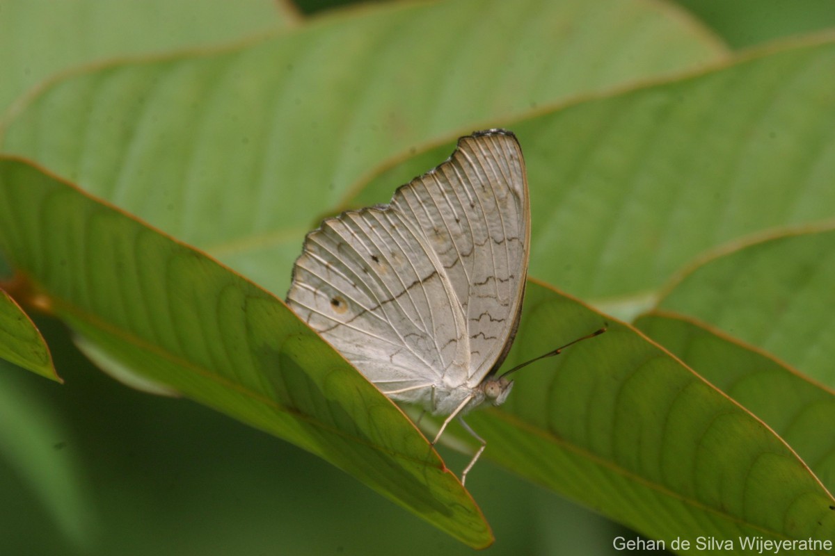 Junonia atlites Linnaeus, 1758